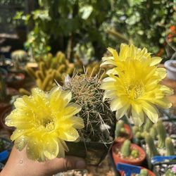 Yellow Notocactus tureczekianus cactus 🌵🌼