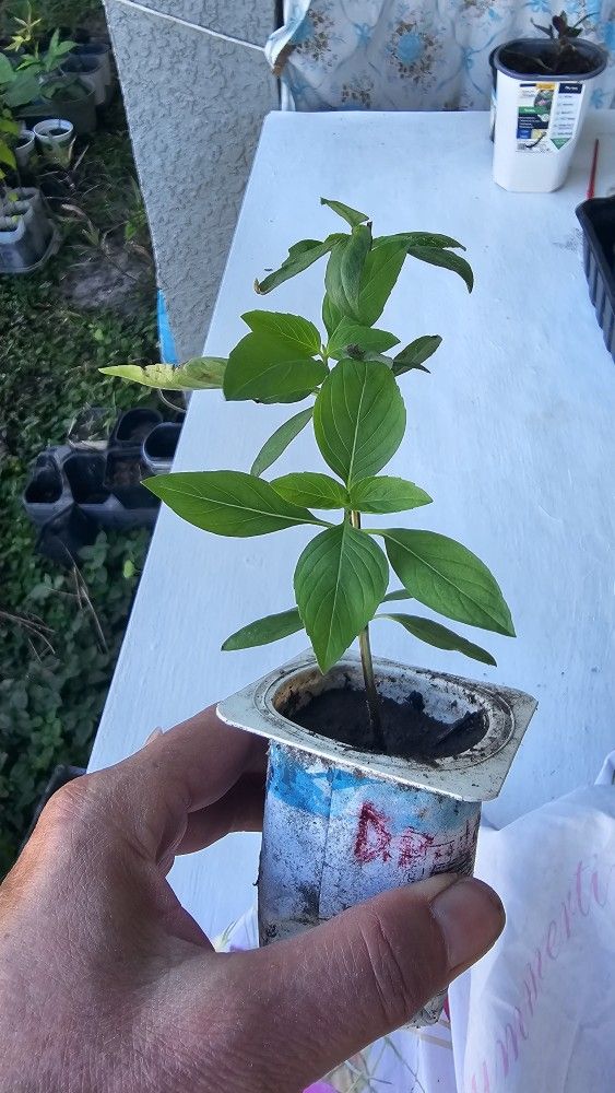 Thai Basil, Rooted, In Small Container
