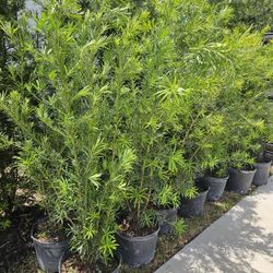 podocarpus Instant privacy Hedge for fence 