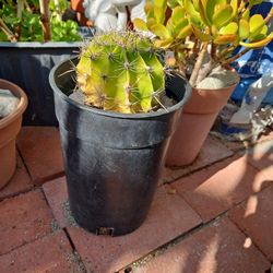 Cactus 2 Pots Produces  Big Lilac Flowers, One With Tiny Red Ring Flowers