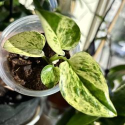 Two Variegated Scindapsuses- One Price