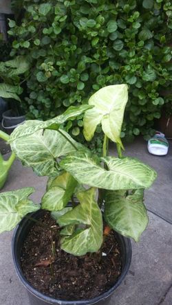 Plant