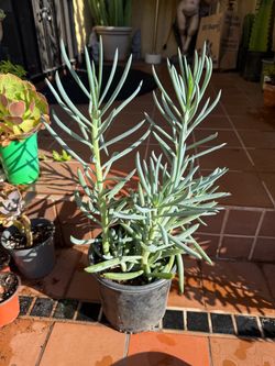 Blue Chalk Sticks Succulent in Pot
