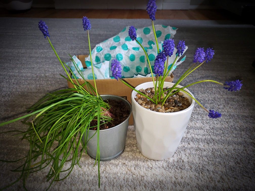 Grape Hyacinth Planter & Bulbs
