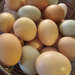 Hatching eggs Chicken & Duck