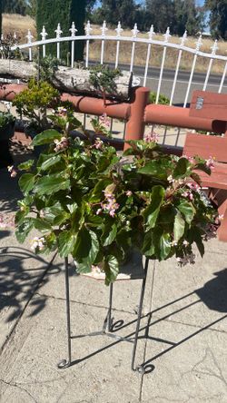 Planta Flor rosita