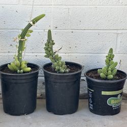 Rare Echinopsis chamaecereus or Peanut cactus cacti Plant
