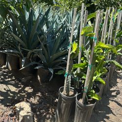 Agave Azul Plants      Dragon Fruit Tree Plants 