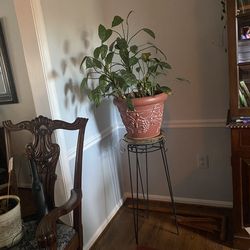 2 Gorgeous Indoor Plants With High Stands