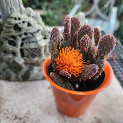 Ortamental Cacti.   Orange Flower And POT. Pick Up San Lorenzo
