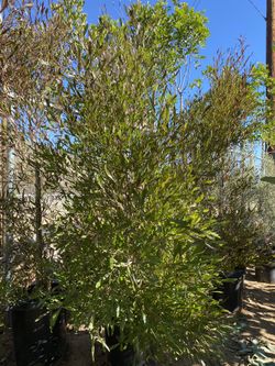 Hopseed Privacy Hedge/ Dondonea