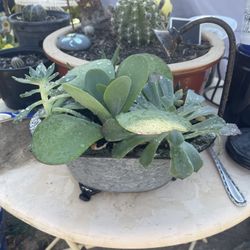 Plantas