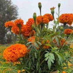 Cempasuchil For Sale
