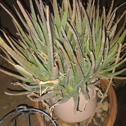 Aloe Vera Grown Locally