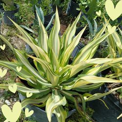 Variegated Agave Plant in Black Pot