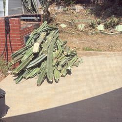 free pile of cactus - must take all