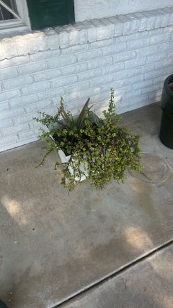 Outdoor plants & planters