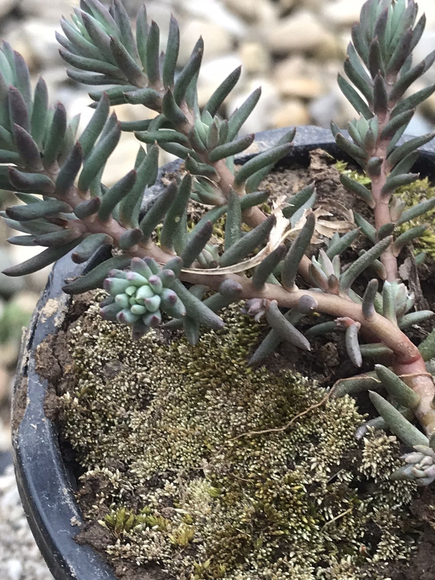 1 Spanish Stone (Sedum hispanicum ) - Succulent Plant in pot