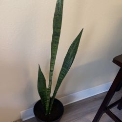 Tall Snake Plant