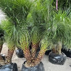 roebeliniis robelines 6 feet tall all sizes available 