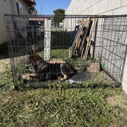 Dog cage Large
