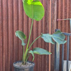 Bird Of Paradise Plant
