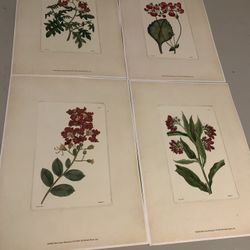 Flower Picture Decorations 