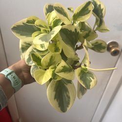Peperomia Read description ⤵️