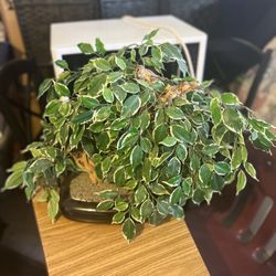 Fake Bonsai Plant In Black Ceramic Pot 