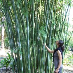 Weaver's Bamboo ~ Clumping Bamboo
