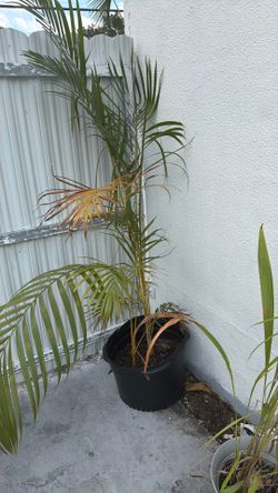 Large Areca Palm 