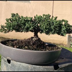 Bonsai Japanese Garden Juniper‘S Many To Choose From $50 Each