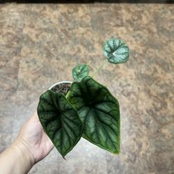 4” Alocasia Dragon Scale