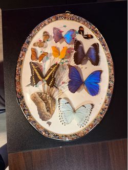 Real butterfly display