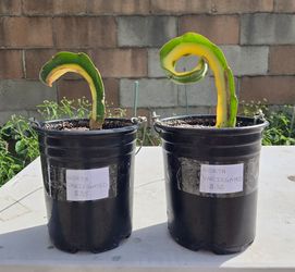 Dragon Fruit (Worth Variegated Variety)