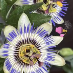 Pasiflora Cerulea Big Plant  