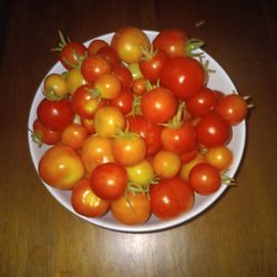 I don't know if anybody's interested in buying Tomatoes they are Planet in my backyard