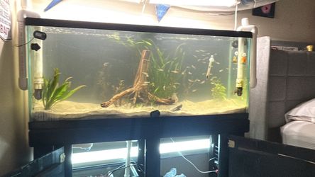 55 gallon tank stand and empty sump