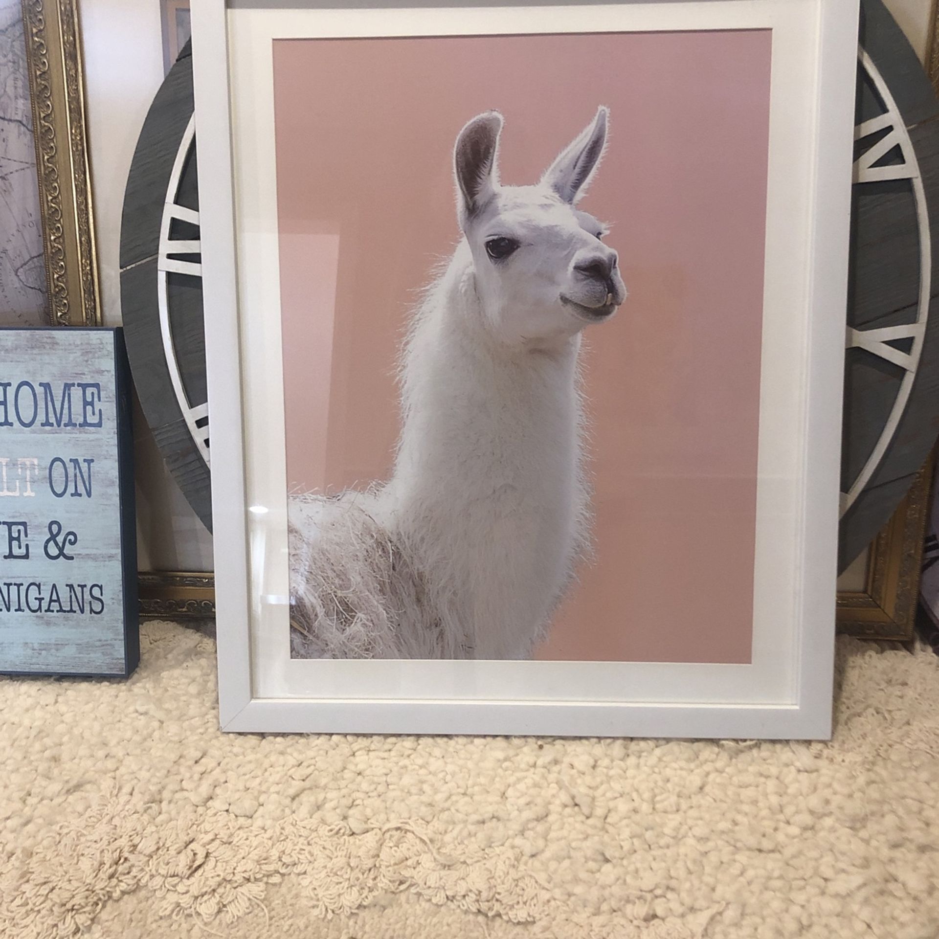 Huge White Framed And Matted Llama Picture