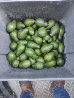 15 Zutano Avocados For $10 San Jose Grown Organic
