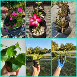 Cheap Plants. Healthy Plants. Small Colorful Plants.  $3, $5 Each