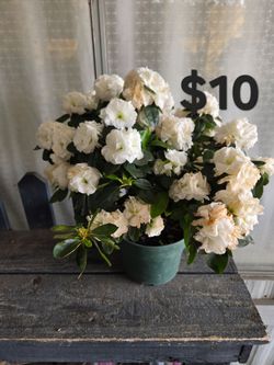 Azalea
