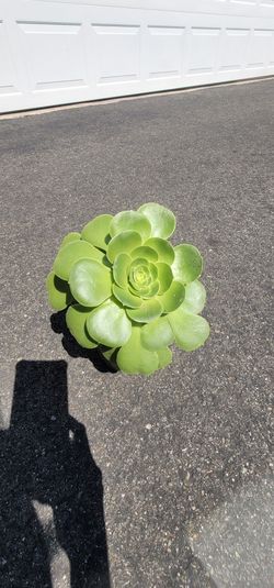 Aeonium Rosette Canary Succulent Plant