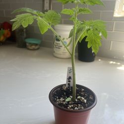 Tomato Plants (indeterminate)