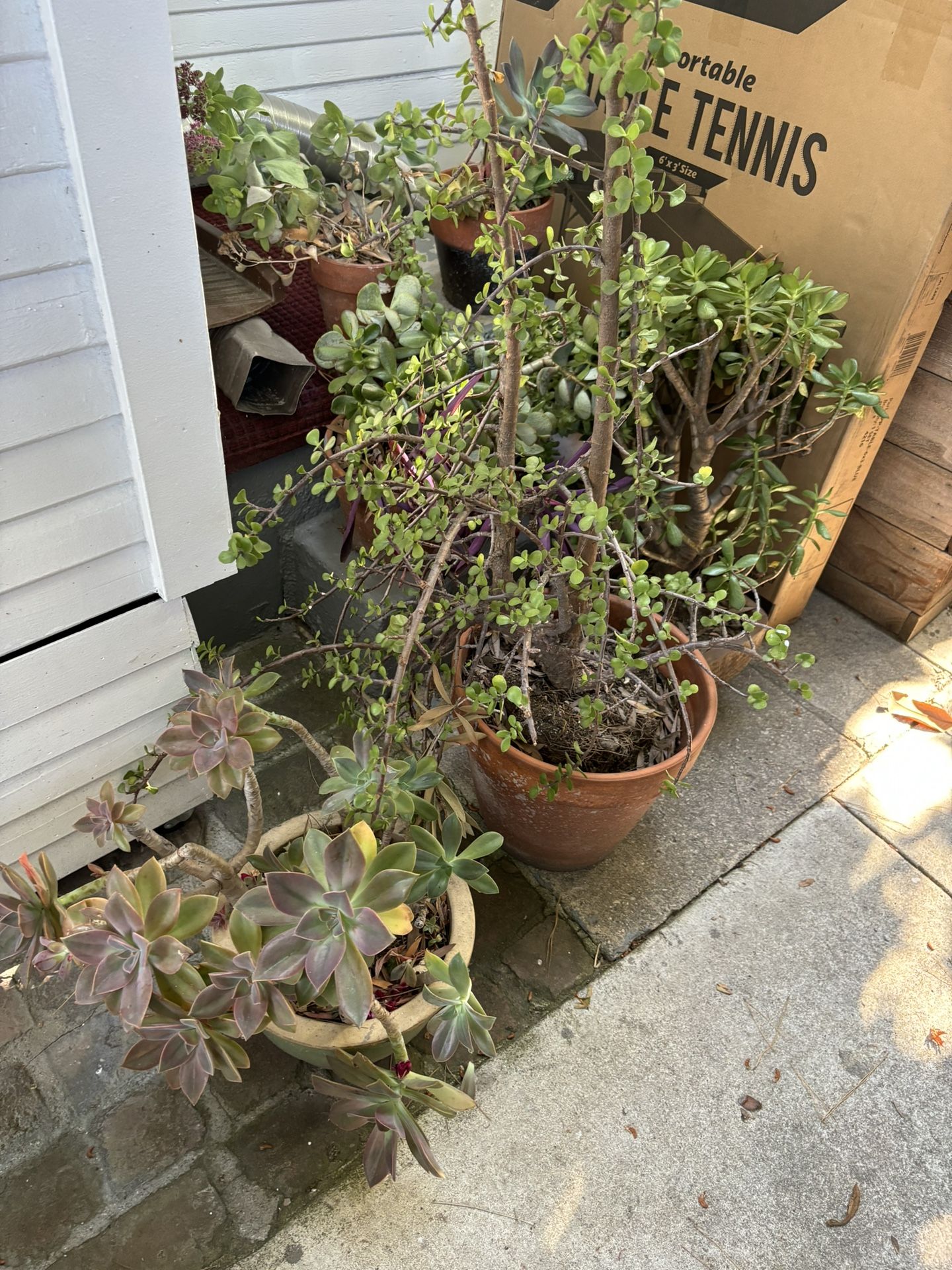 Free Various Succulents In Pots