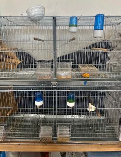 Bird cage