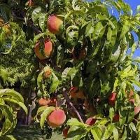 Peach Trees Fruit bearing age!