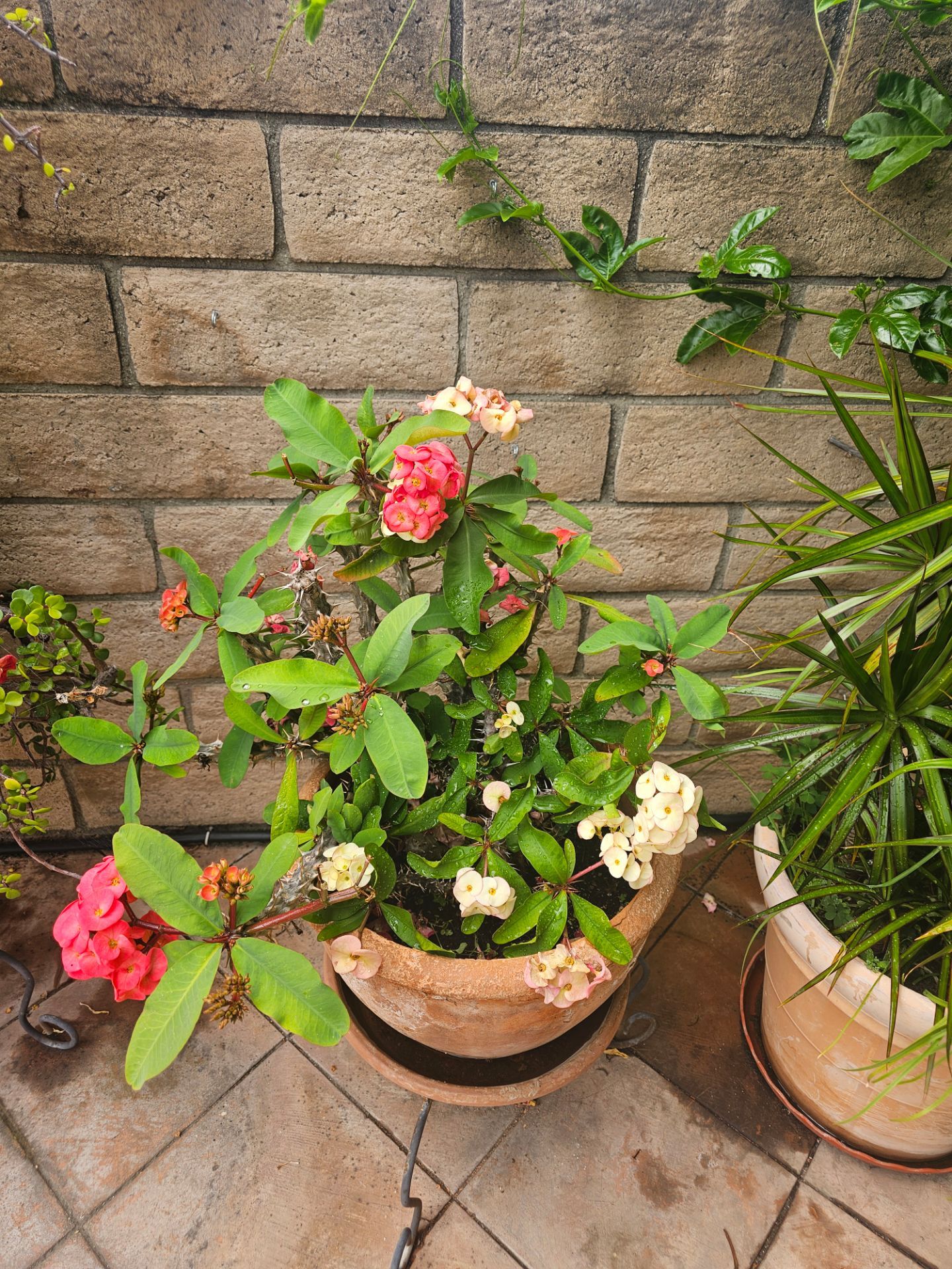 Euphorbia milii (Crown-of-thorns) 2.5 ft plant