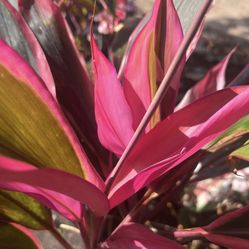 Cordyline Plant