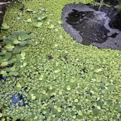 Pond Equipment Plants